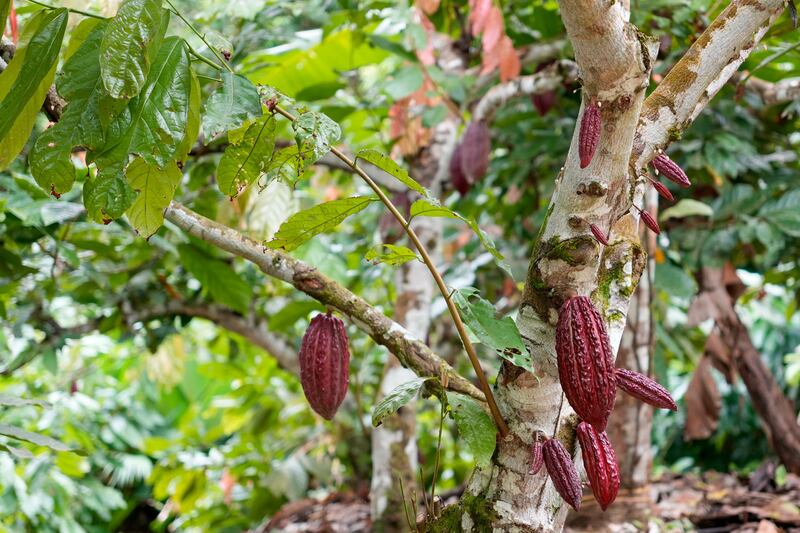 Árbol de cacao.