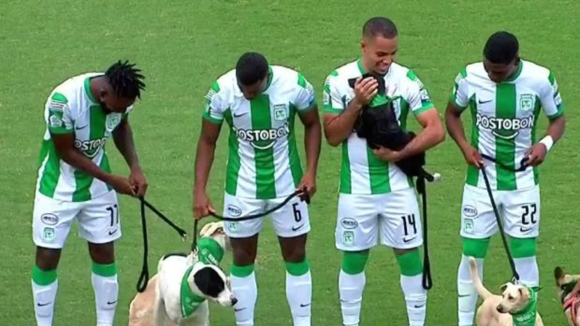 ¿Por qué los jugadores de Atlético Nacional salieron con perritos al partido contra Pereira?