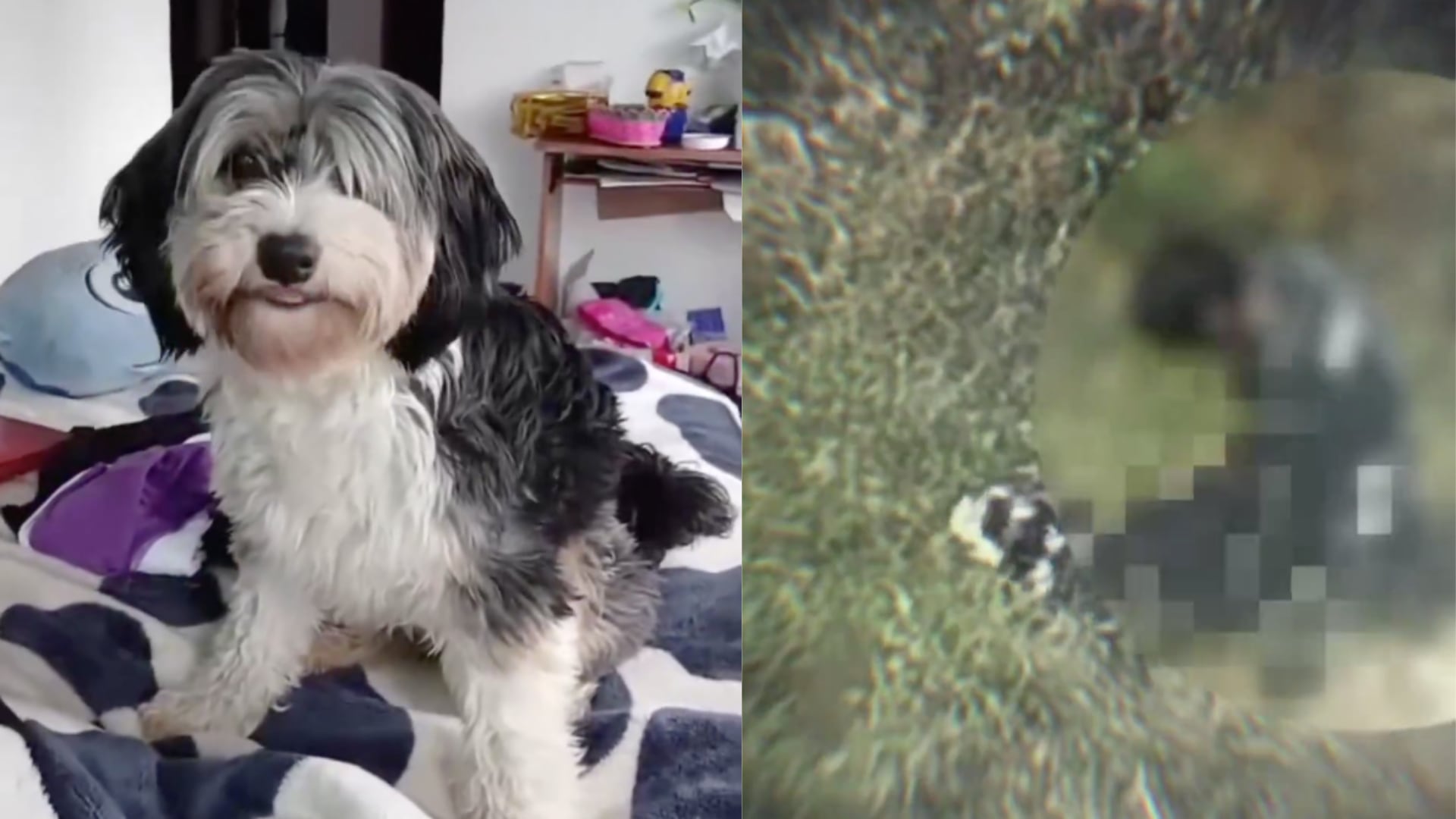 Agresión sexual a perrita en Usme