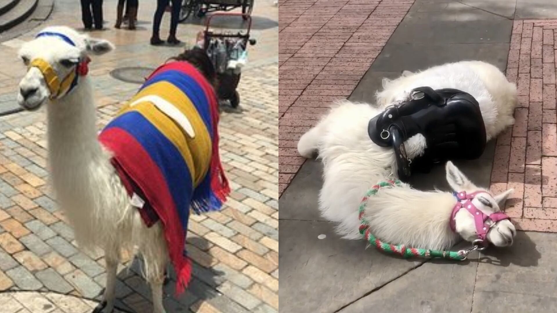 Falleció una llama en el centro de Bogotá que era utilizada para fotos turísticas