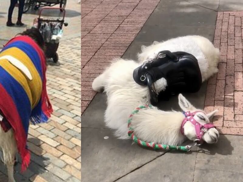 Adiós a las fotos y negocios con animales: Bogotá se alista para erradicar esta explotación en el espacio público