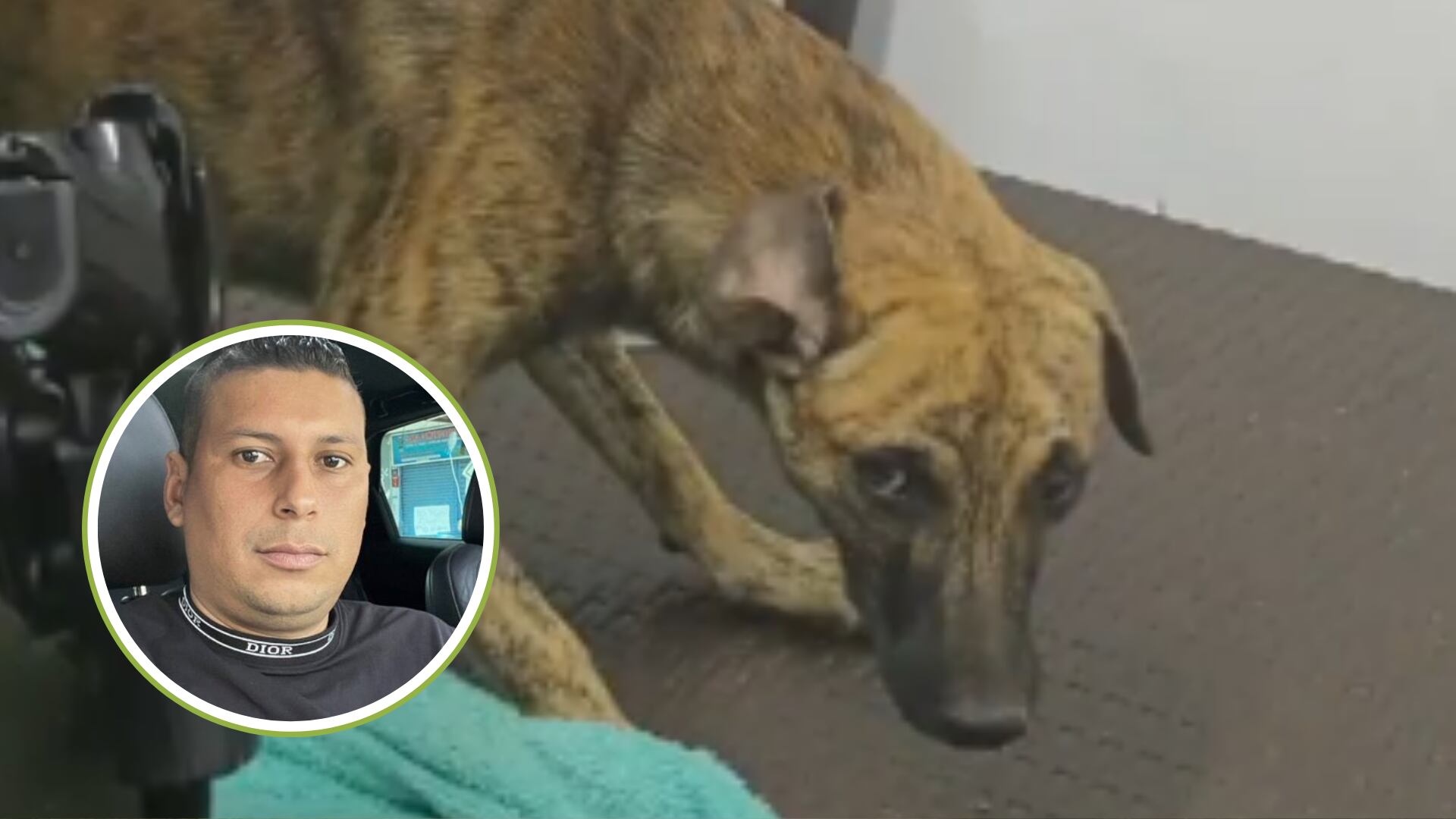 De no creer, el perro que fue brutalmente atacado en vídeo se llamaba ‘sicario’: humanamente le cambiaron el nombre