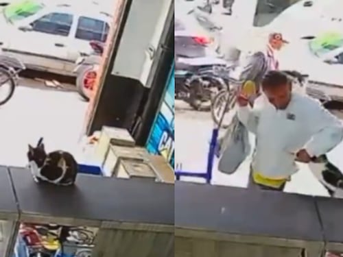 No puede ser: Hombre entró y en segundos se robó un gatico que estaba dentro de un negocio