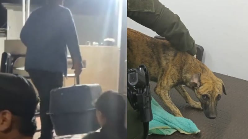 “El sujeto llegó con un perrito”: Gobernador pidió que Fiscalía investigue si es el mismo del video en el que aparece golpeando brutalmente