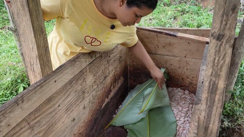 Proceso de fermentación del cacao