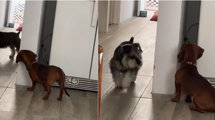 Captura de pantalla video original subido a Tik Tok @viickyseco