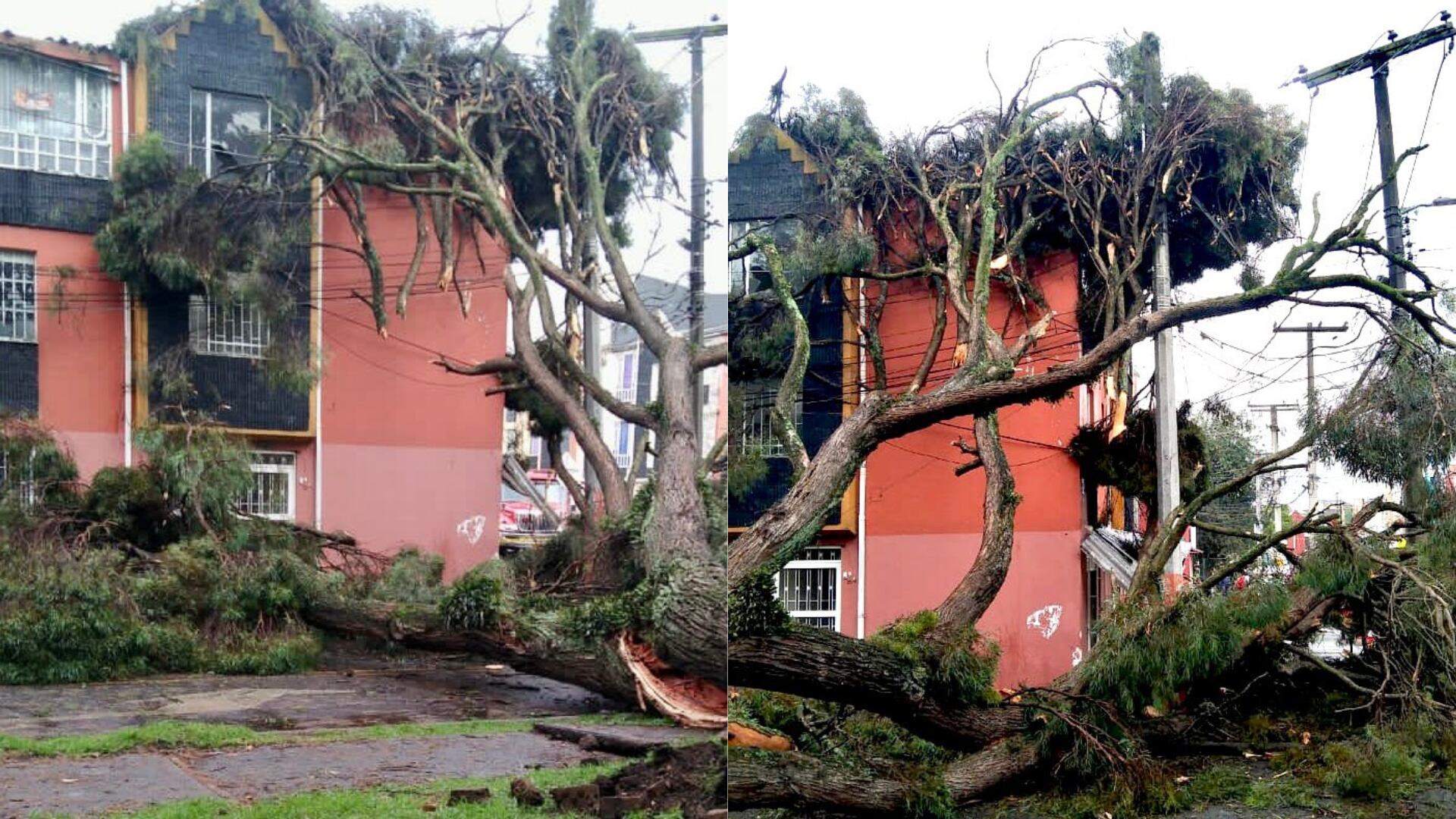 Los Bomberos de Bogotá reportan que un enorme árbol cayó sobre una casa