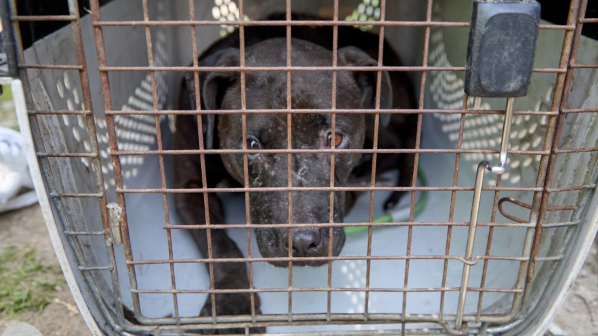 Convención internacional de peleas de perros