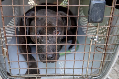 Rescatan 12 caninos de una convención internacional clandestina de peleas de perros en La Calera