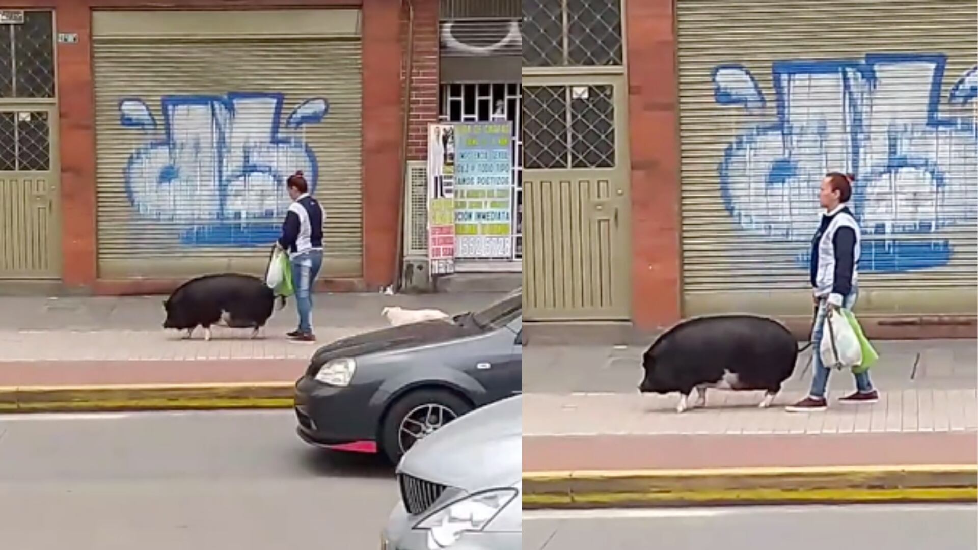 “Ya huele a diciembre”: Mujer fue grabada paseando con correa a su mascota; un cerdo
