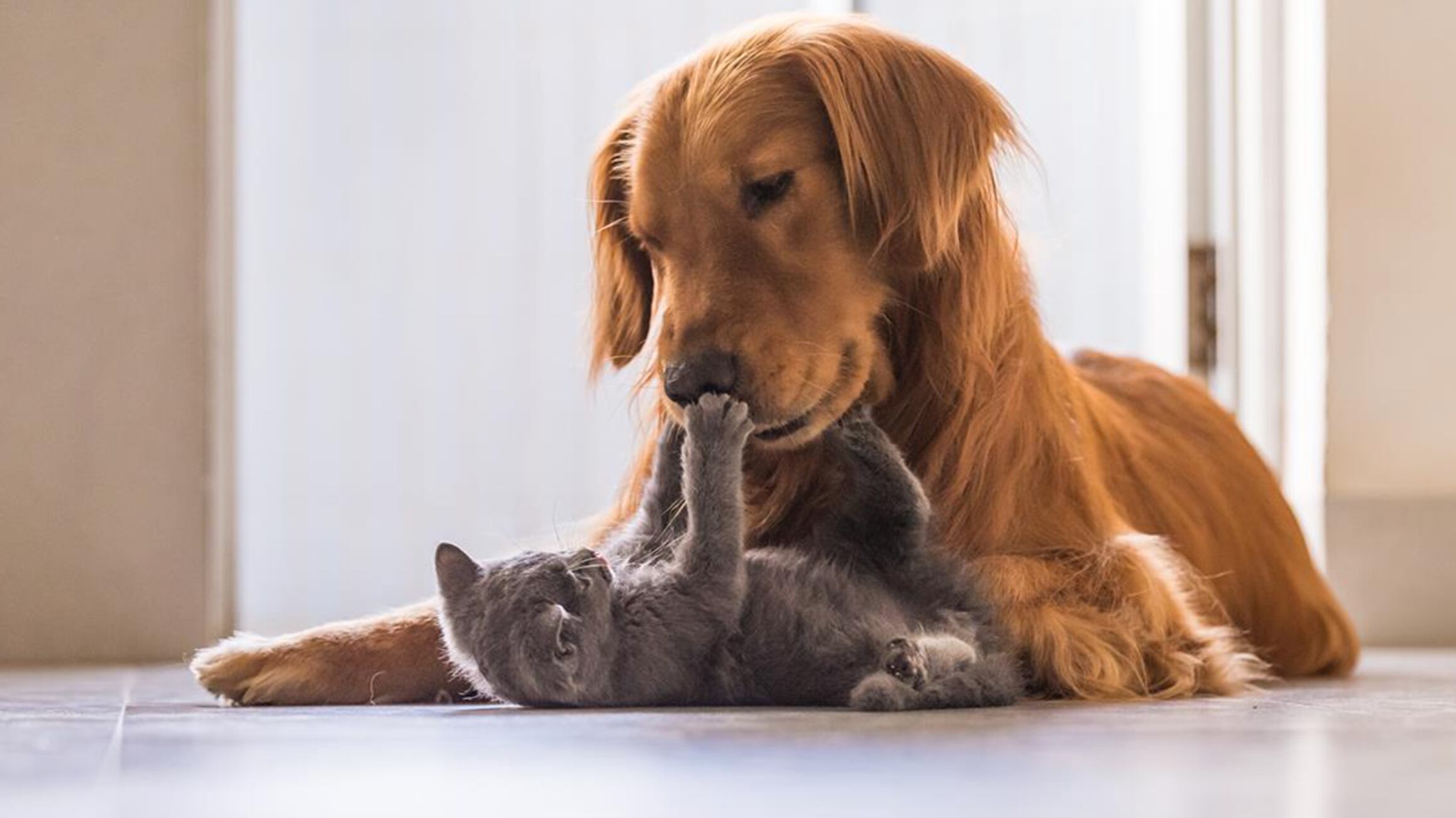 Perros y gatos sí que pueden ser amigos