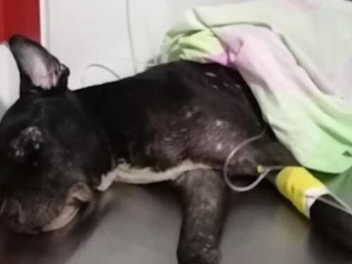 Hombre se hizo pasar por veterinario, le causó la muerte a un perro y lo habría enterrado vivo