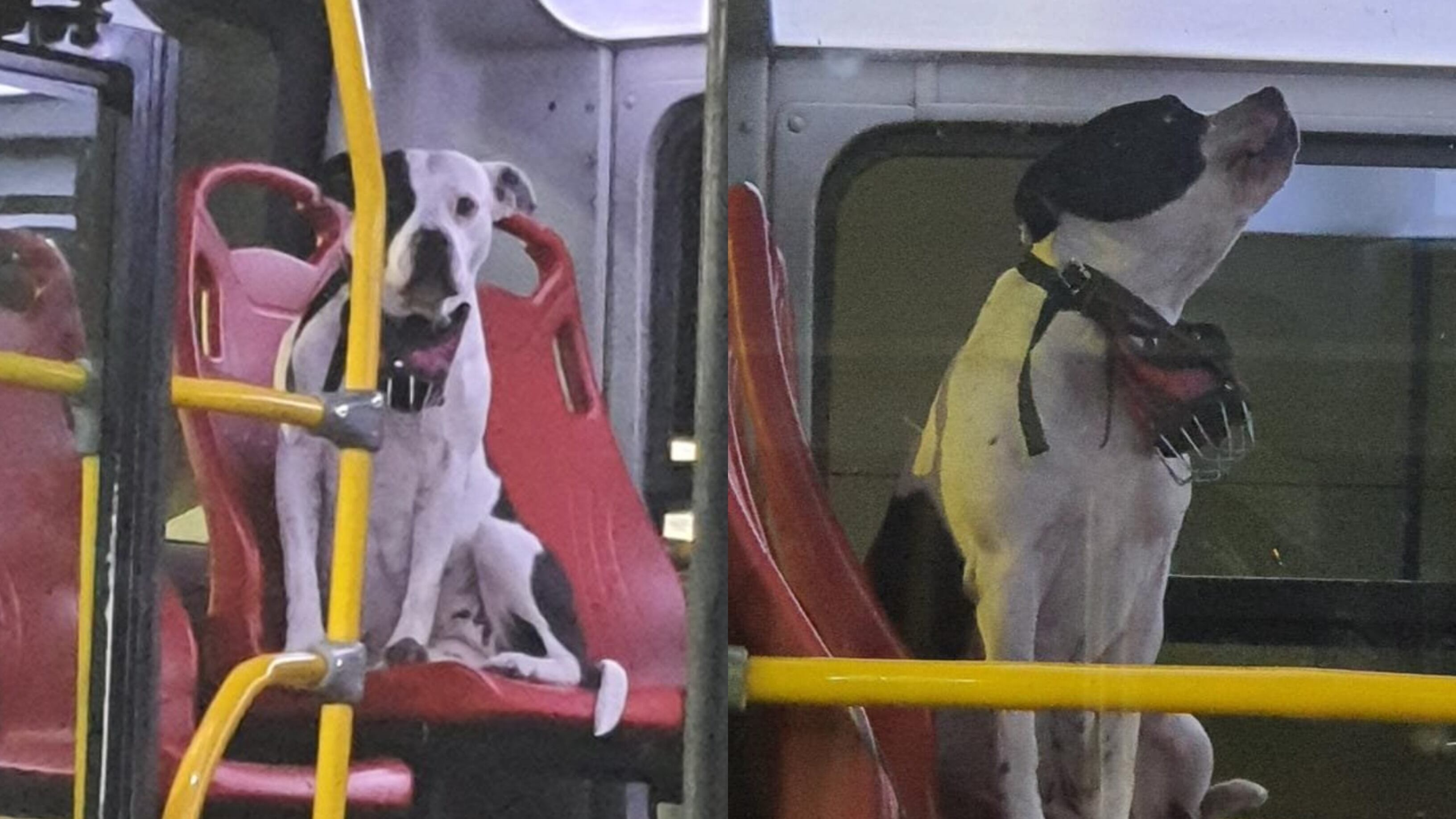 Abandono animal en TransMilenio
