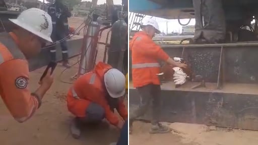 Matan un gallo como ritual en el Metro de Bogotá