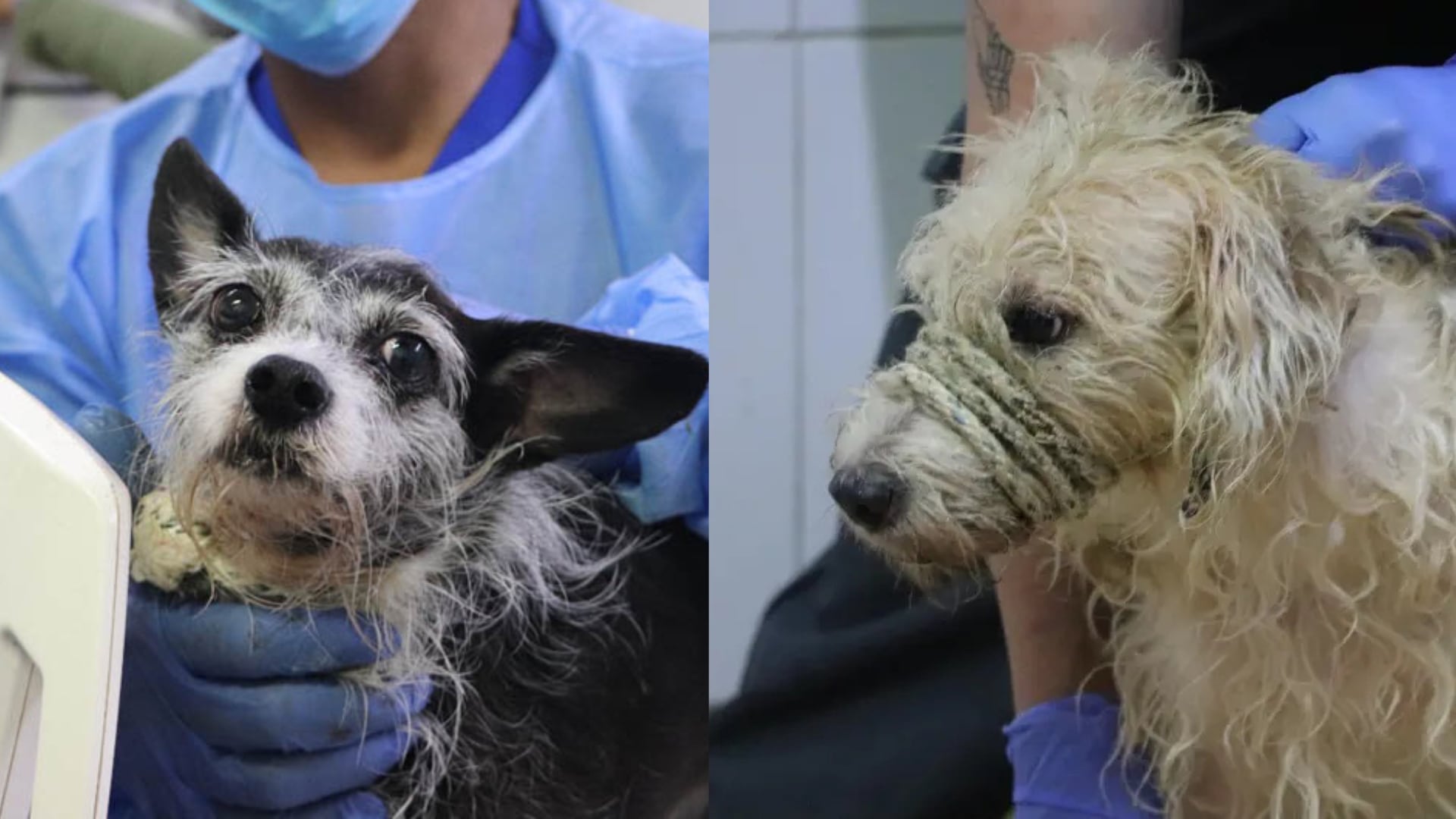 Perros rescatados en operativo en vivienda de San Antonio de Prado.