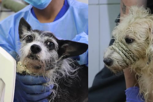 46 animales desnutridos y maltratados fueron rescatados en una vivienda de Medellín: estaban hacinados y con parásitos