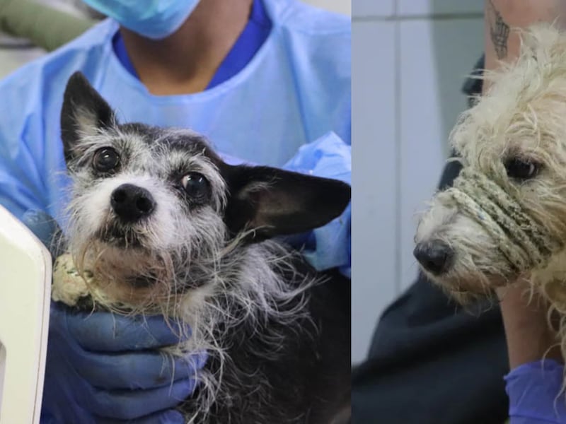 46 animales desnutridos y maltratados fueron rescatados en una vivienda de Medellín: estaban hacinados y con parásitos