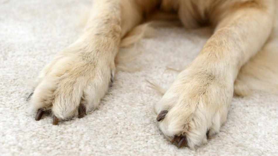Foto Meganoticias perro en la alfombra