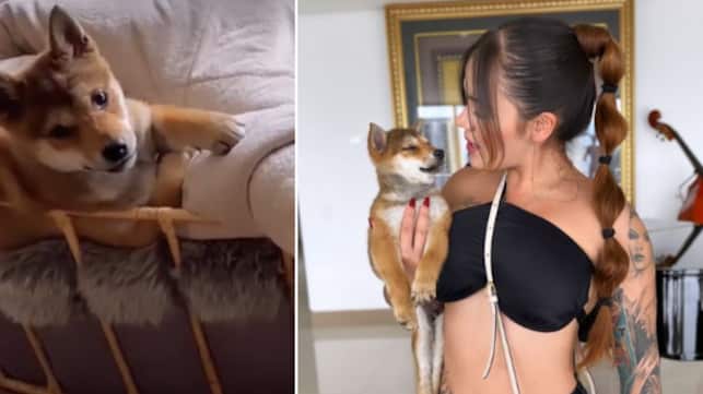 El perro que trajo Yeferson Cossio desde Japón para su hermana Cintia Cossio.