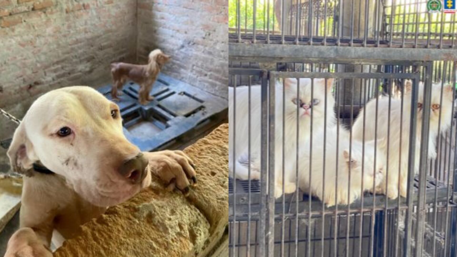 Cárcel para hombre por mantener en cautiverio y en precarias condiciones a 15 animales en Palmira, Valle.