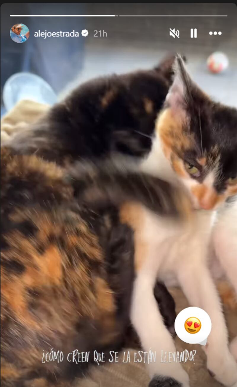 Estos son los nuevos integrantes en la vida de soltero de Alejandro Estrada