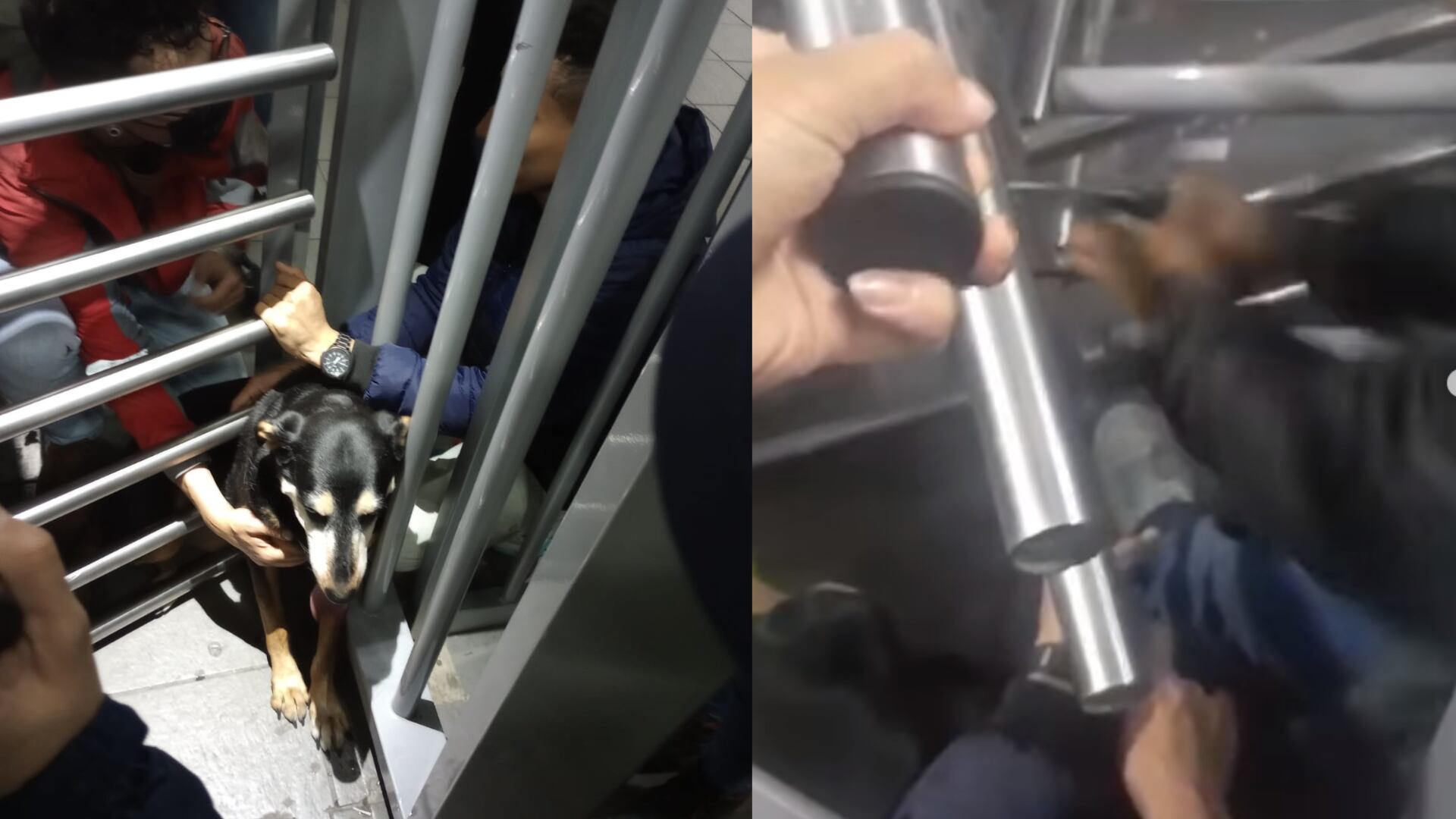 Con segueta rescataron a perrita atrapada en torniquetes anticolados de TransMilenio: fue multado por ayudarla