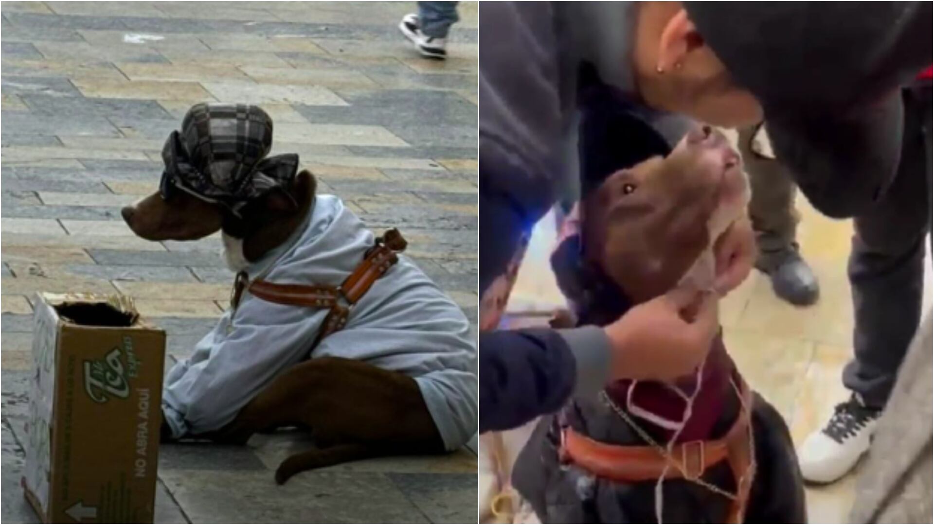 Rescatan perrito que era explotado para pedir dinero en las calles de Bogotá (Redes sociales)