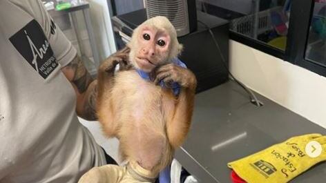 A mono cariblanco le fracturaron los colmillos