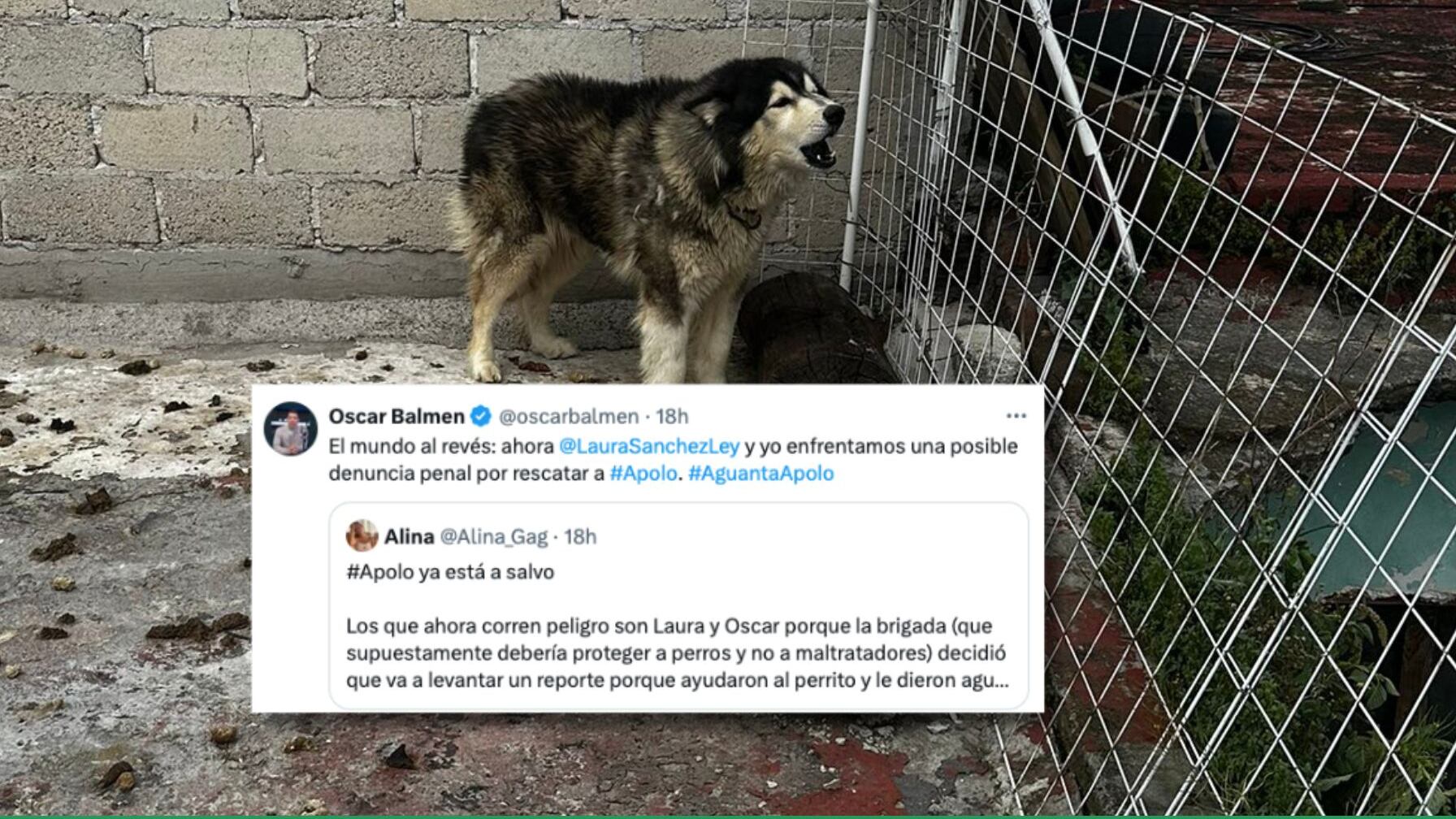 Usuarios de redes sociales impulsaron la tendencia #AguantaApolo, exigiendo justicia y denunciando el abandono que sufrió el husky en Azcapotzalco.