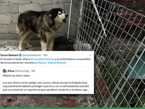 ¿El mundo al revés? Rescatan a perrito que llevaba 9 días sin comida y ahora, los demandarán por invadir propiedad privada