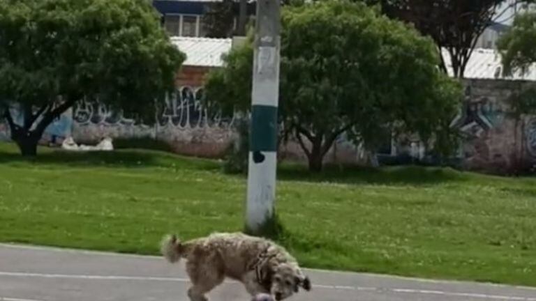 Está totalmente entrenado