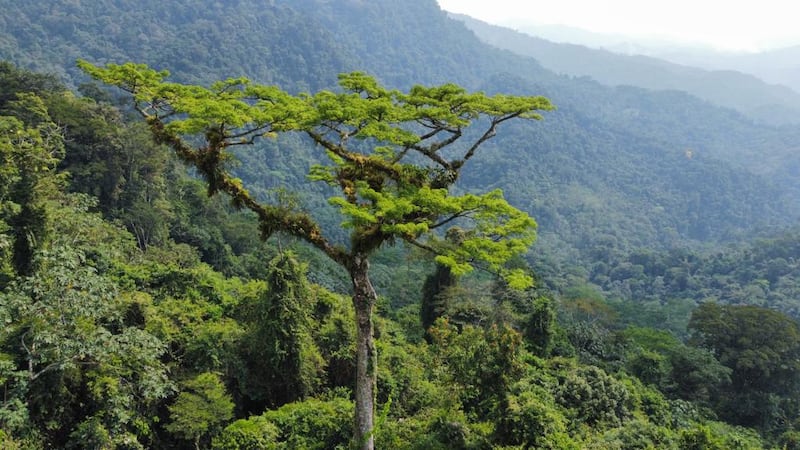 Inmensidad de la reserva del Paramillo.