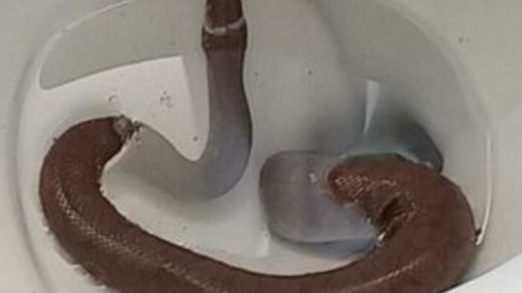 Serpiente hallada por un hombre en un inodoro en Cartagena.