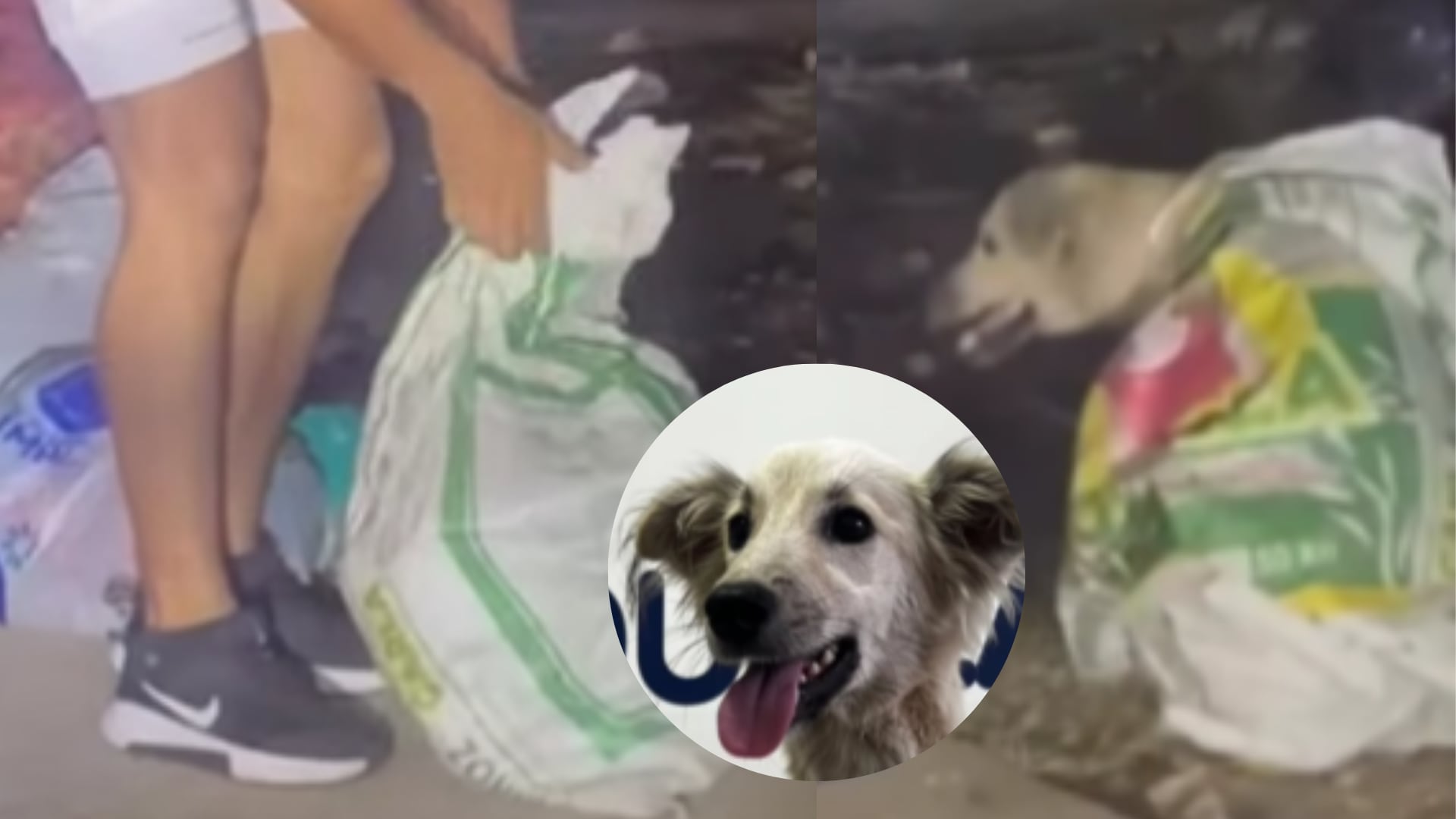 Barranquilla: encuentran a perro envuelto en costales en basurero