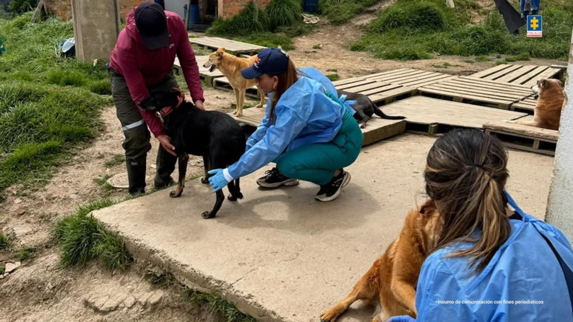 Perros en condición de hacinamiento.