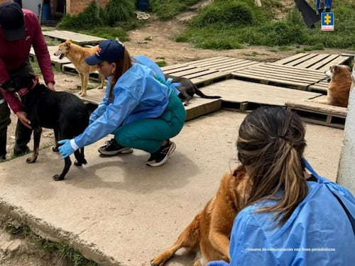 Supuesto hogar de protección en Cundinamarca mantenía a más de 300 perros hacinados: capturaron a la dueña