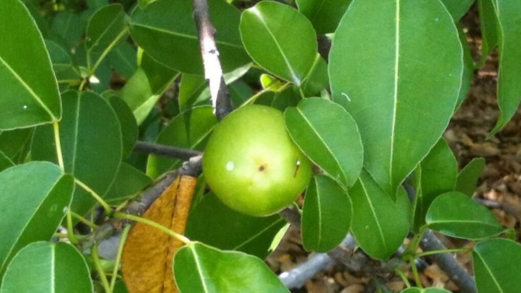 Fruto del árbol tóxico "Manzanillo de playa".