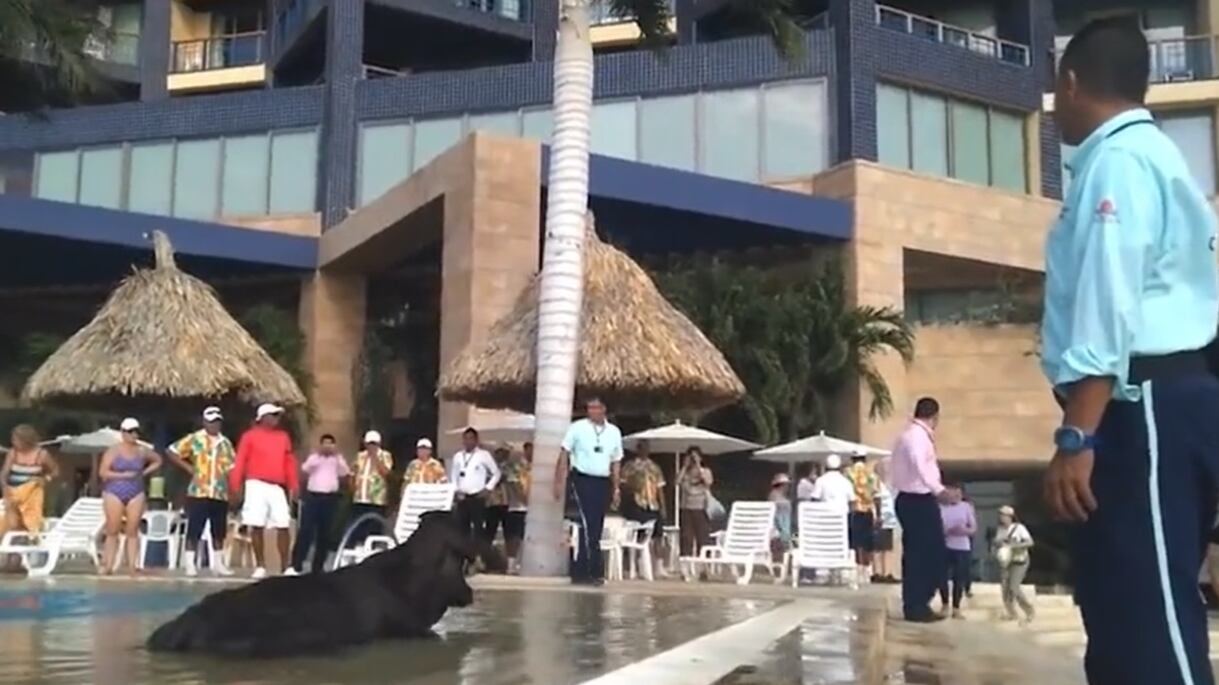 Video de la vaca que se metió a piscina de un hotel.