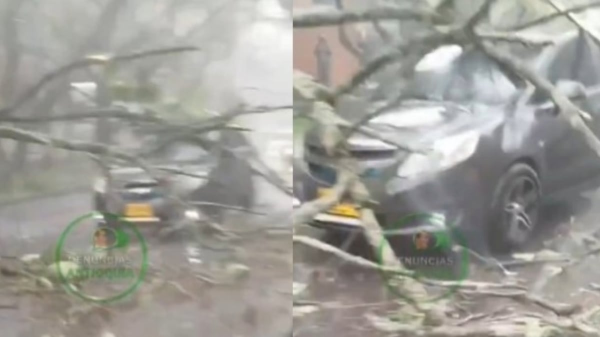 Tormenta en Medellín: deja árboles caídos y carros destruidos en las vías.
