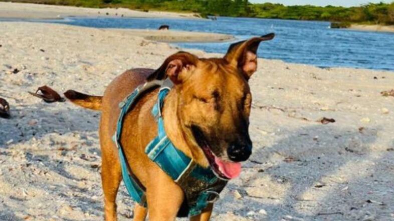 Maltrato animal en Colombia