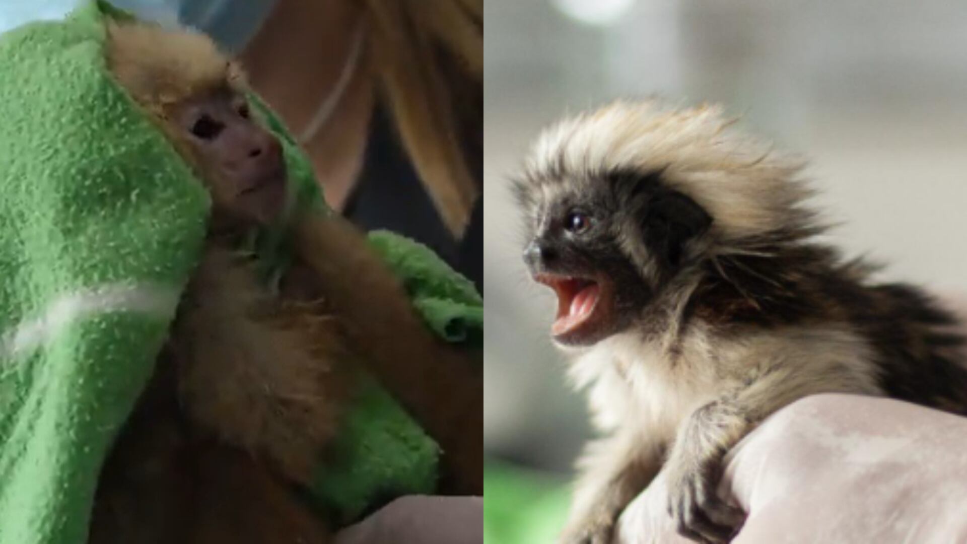 Encuentran 6 bebés simios en partes íntimas de extranjeros en Medellín.