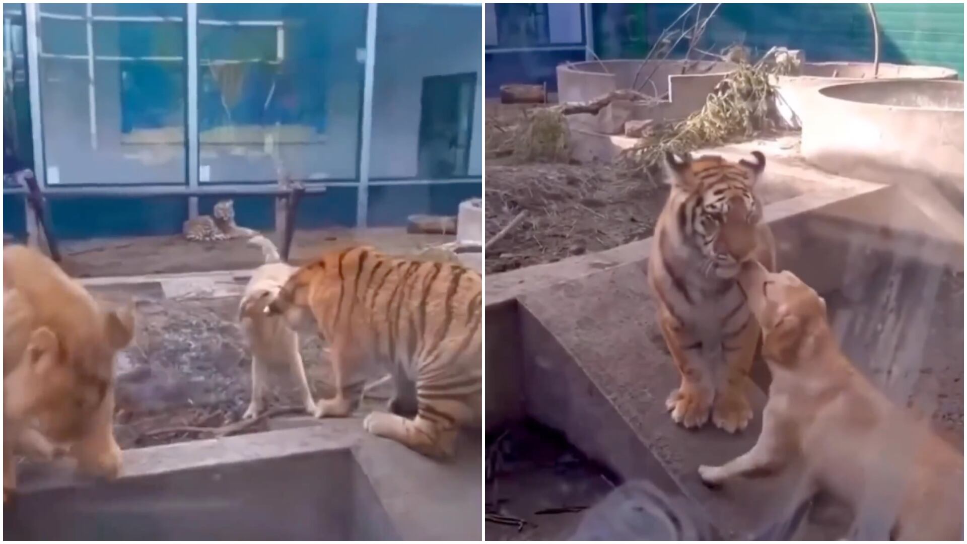 En la foto se ve al perro enfrentándose a un tigre y un león en una jaula de un zoológico