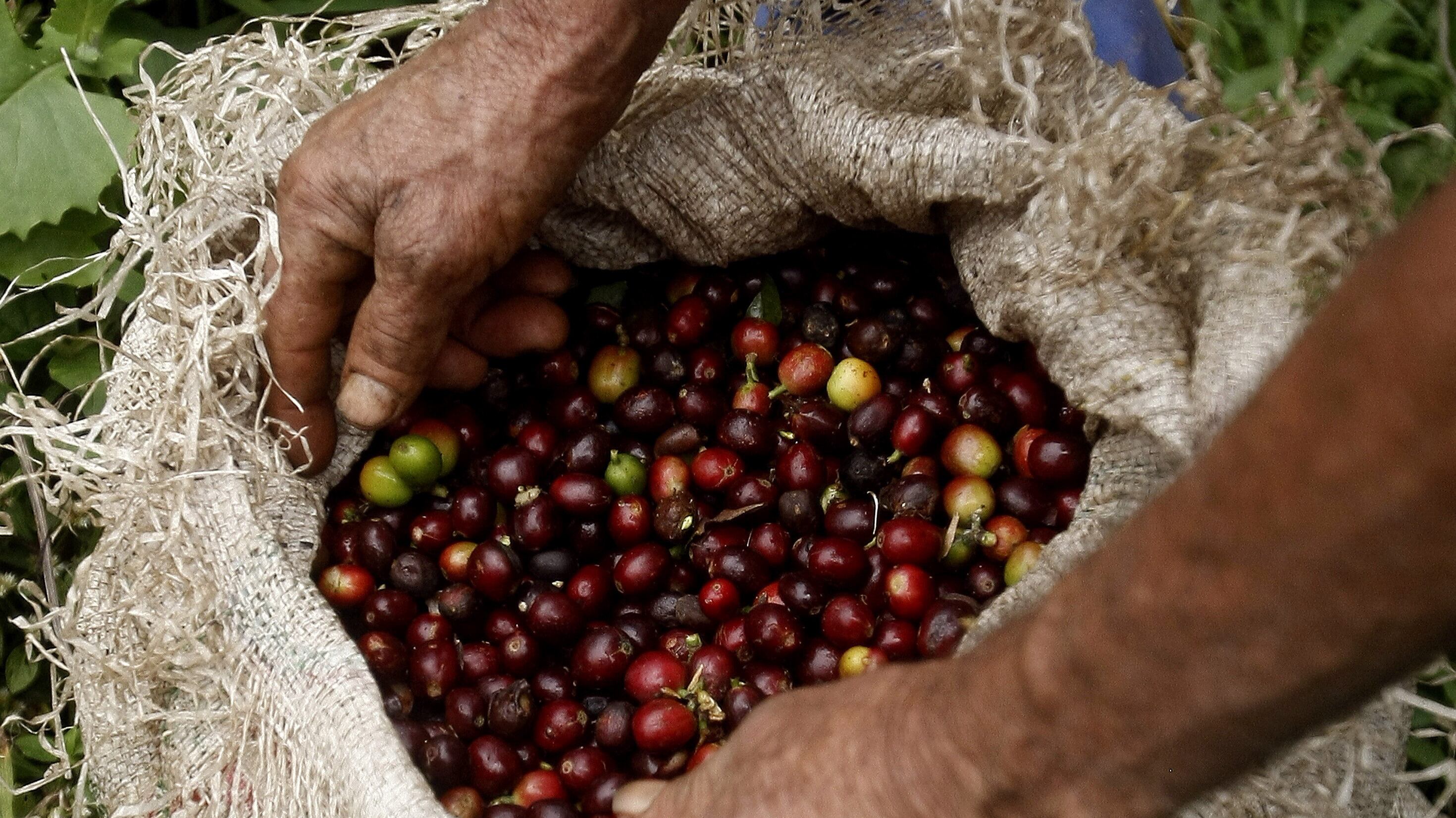 Cosecha de café colombiano en la Sierra Nevada.