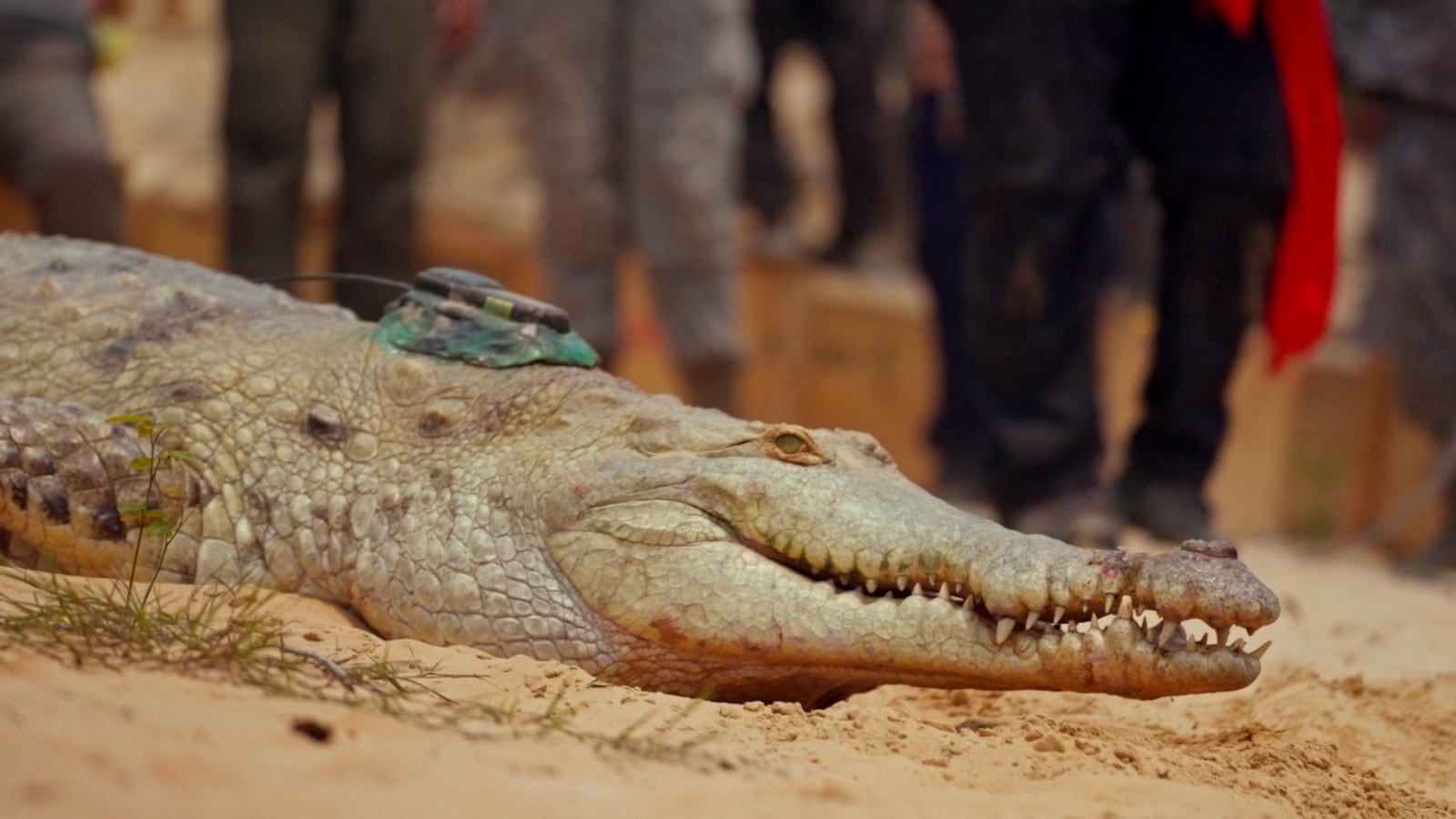 El regreso de 25 cocodrilos al río Orinoco, se convierte en un documental que será visto en la COP 16.