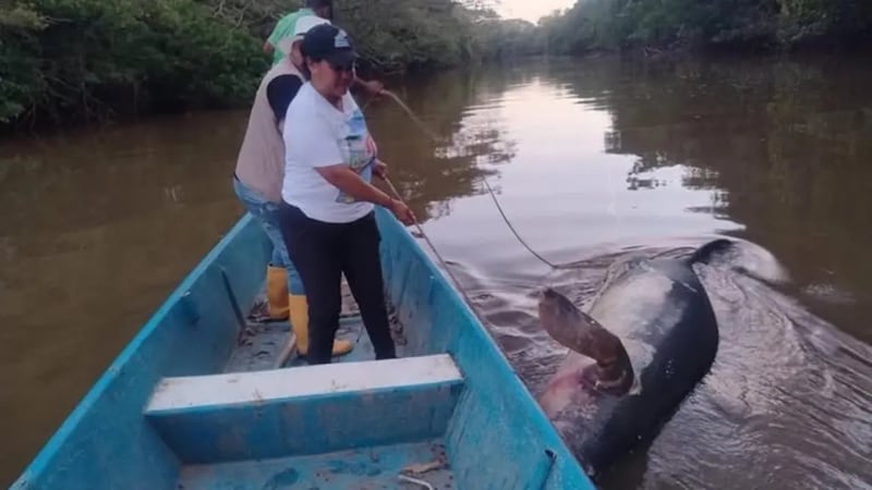 Hallan sin vida a una manatí en Barrancabermeja: hace 15 días un bebé de esta misma especie apareció muerto