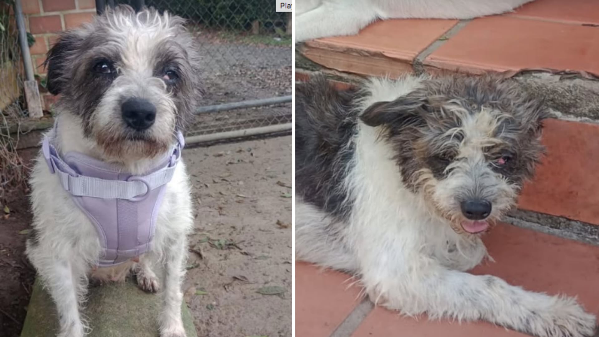 Sky, perrita robada en el centro de Medellín.