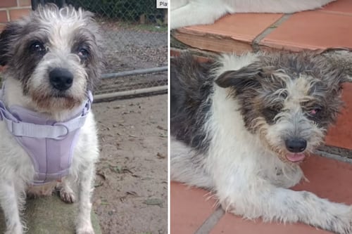 El colmo de la crueldad: Roban a perrita con cáncer justo después de salir de su quimioterapia en Medellín