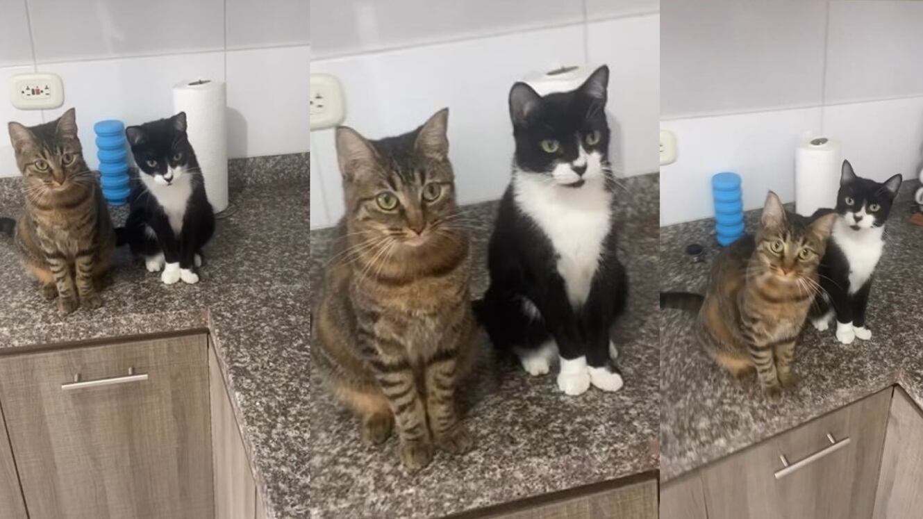 El joven colombiano explicó la clase de “MichisChef” a sus gatos mientras estos hasta le ayudaron con los ingredientes.