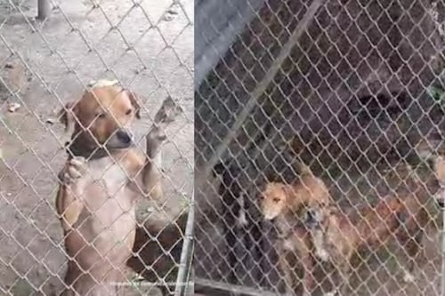 Imputan por maltrato animal a un hombre que albergaba a 14 perros en precarias condiciones