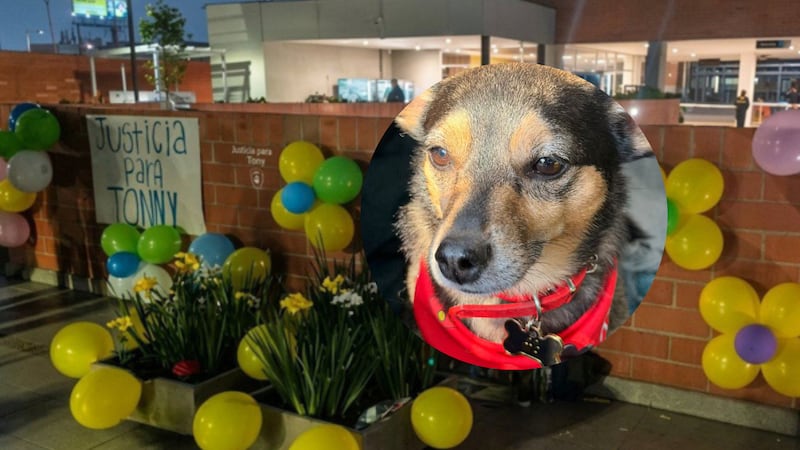 “Salió como un loco”: Dueño de perro lanzado desde un piso 25 contó detalles del atroz crimen